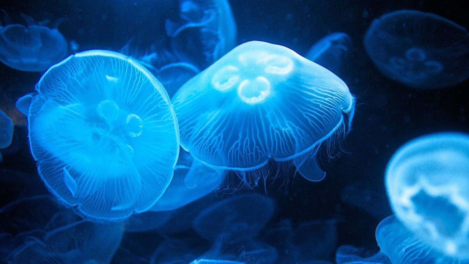 Moon Jellyfish Underwater Glow Wallpaper