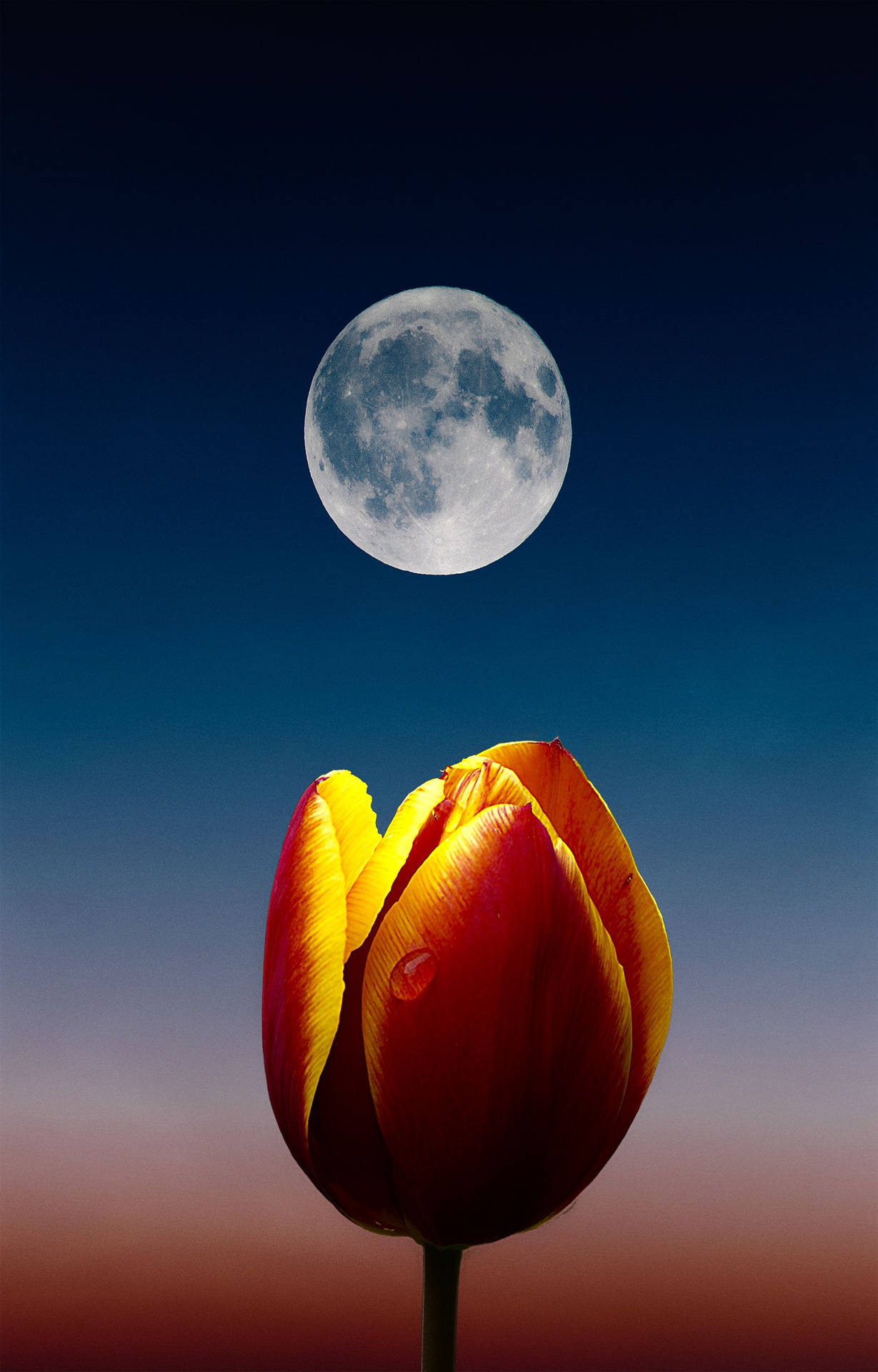 Moon Phone Yellow Tulip Wallpaper