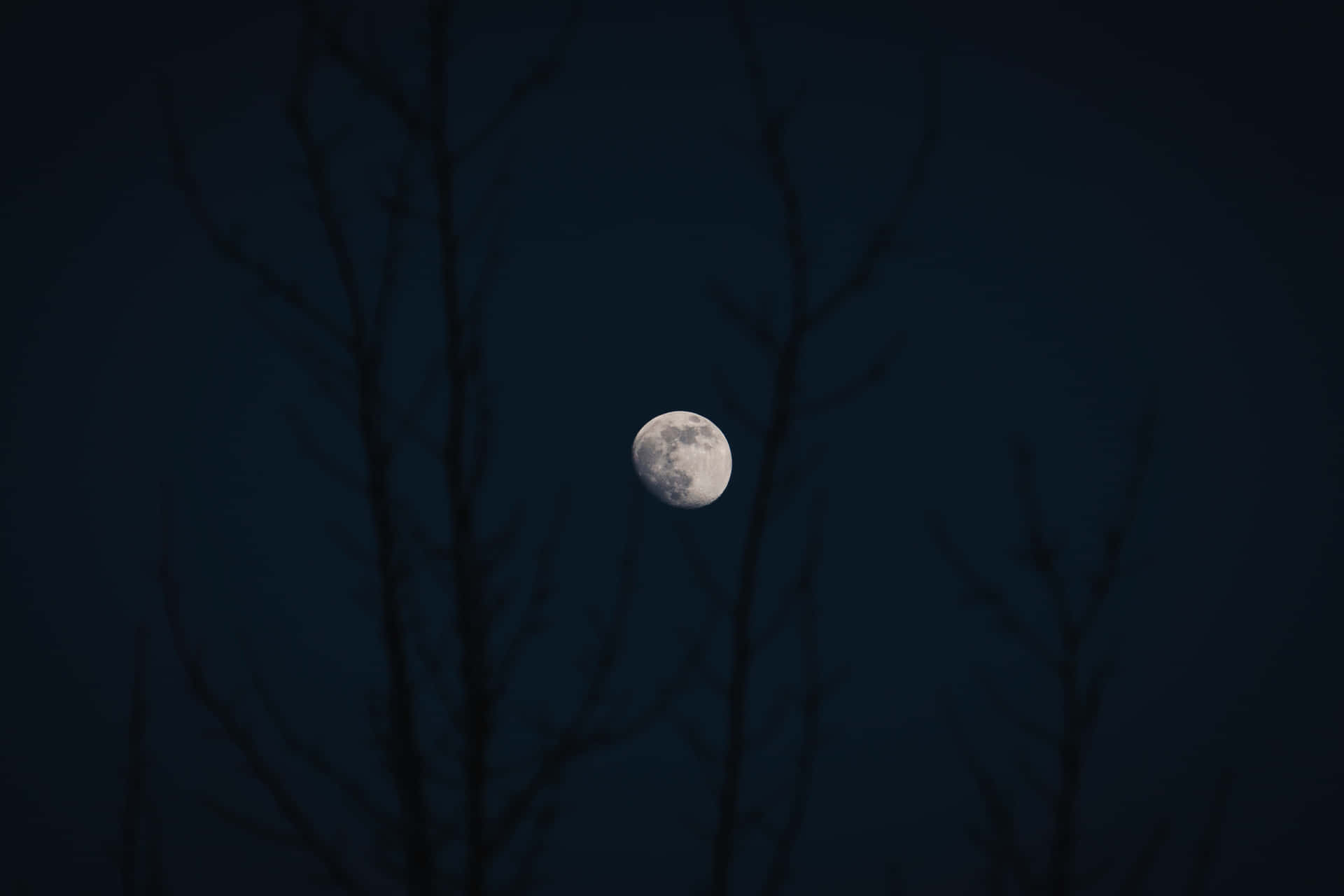 Månen Med Mørke Barre Træer Billede Tapet