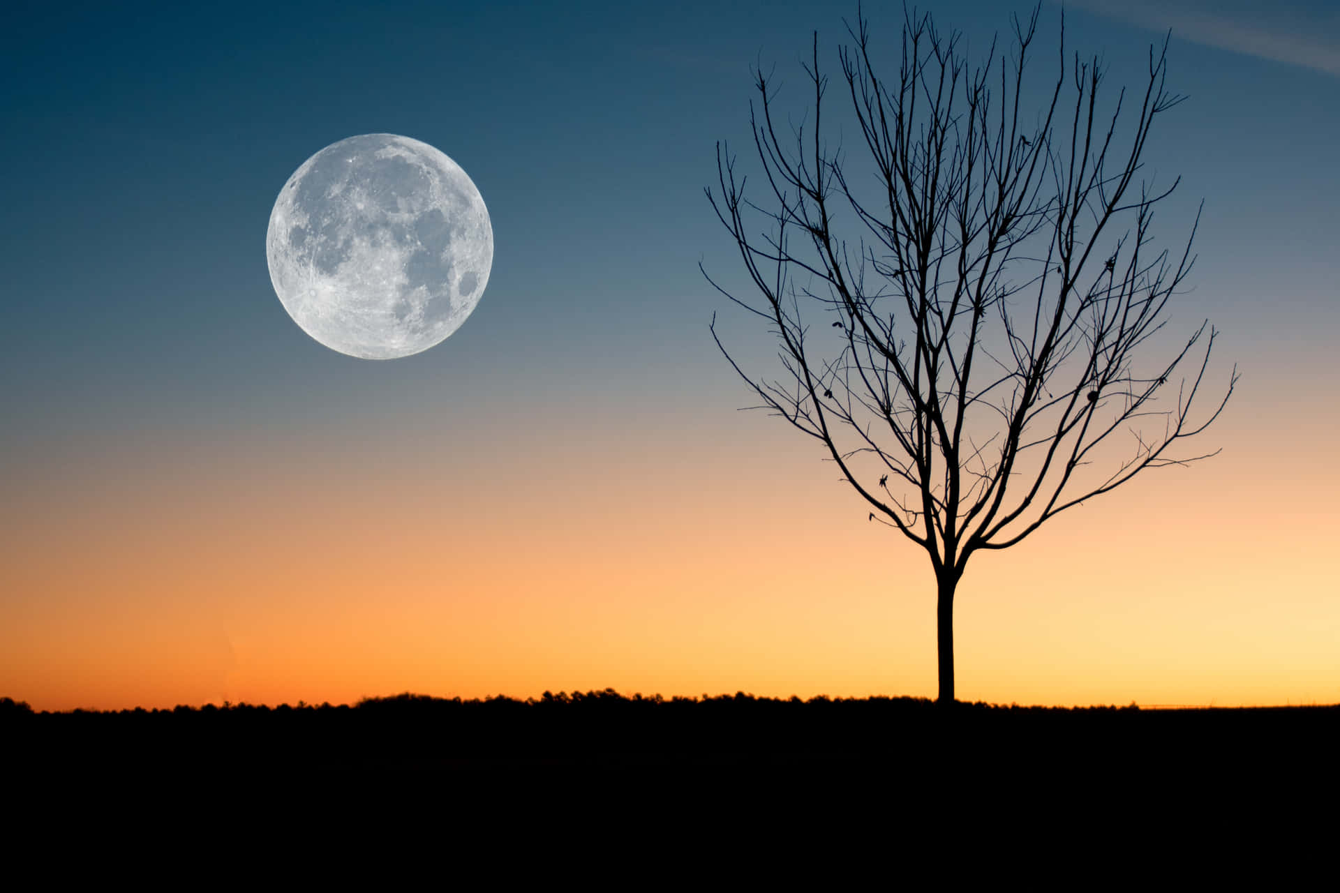 Silver Full Moon With Tree Picture