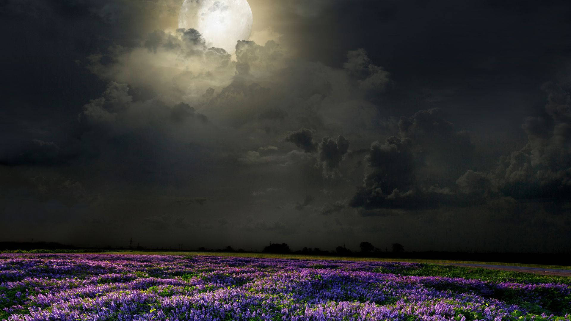 Moonlight On Flower Desktop