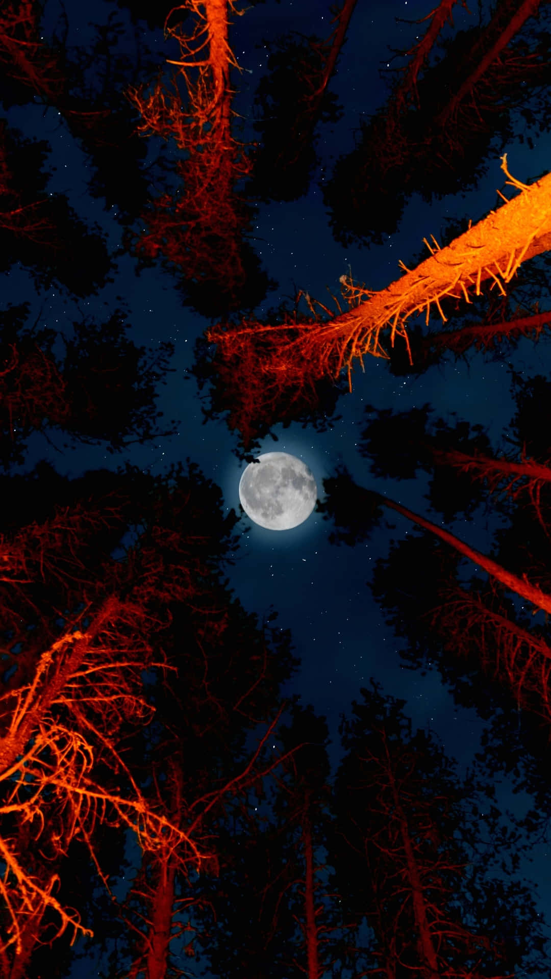 Moonlit Forest Canopy Night Sky Wallpaper