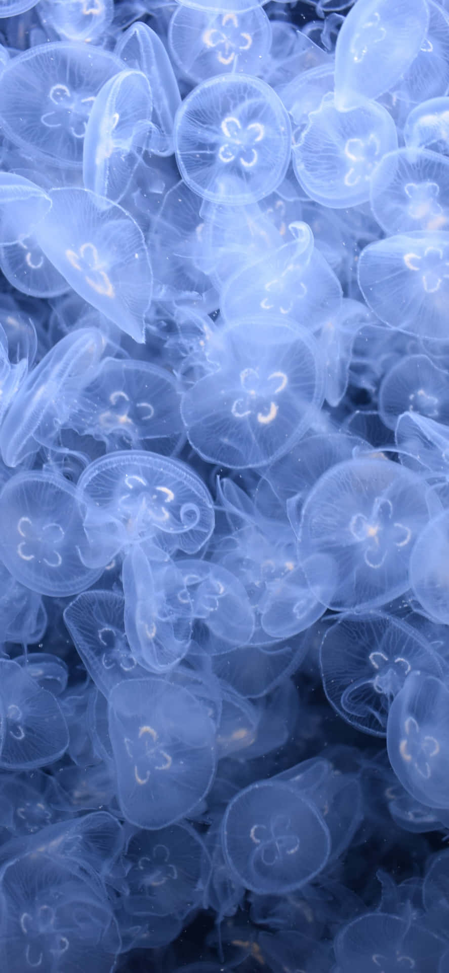 Moonlit_ Jellyfish_ Swarm.jpg Wallpaper