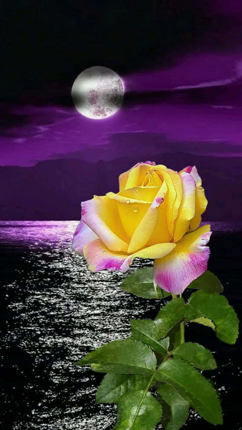 Moonlit Yellow Rose Purple Sky Wallpaper