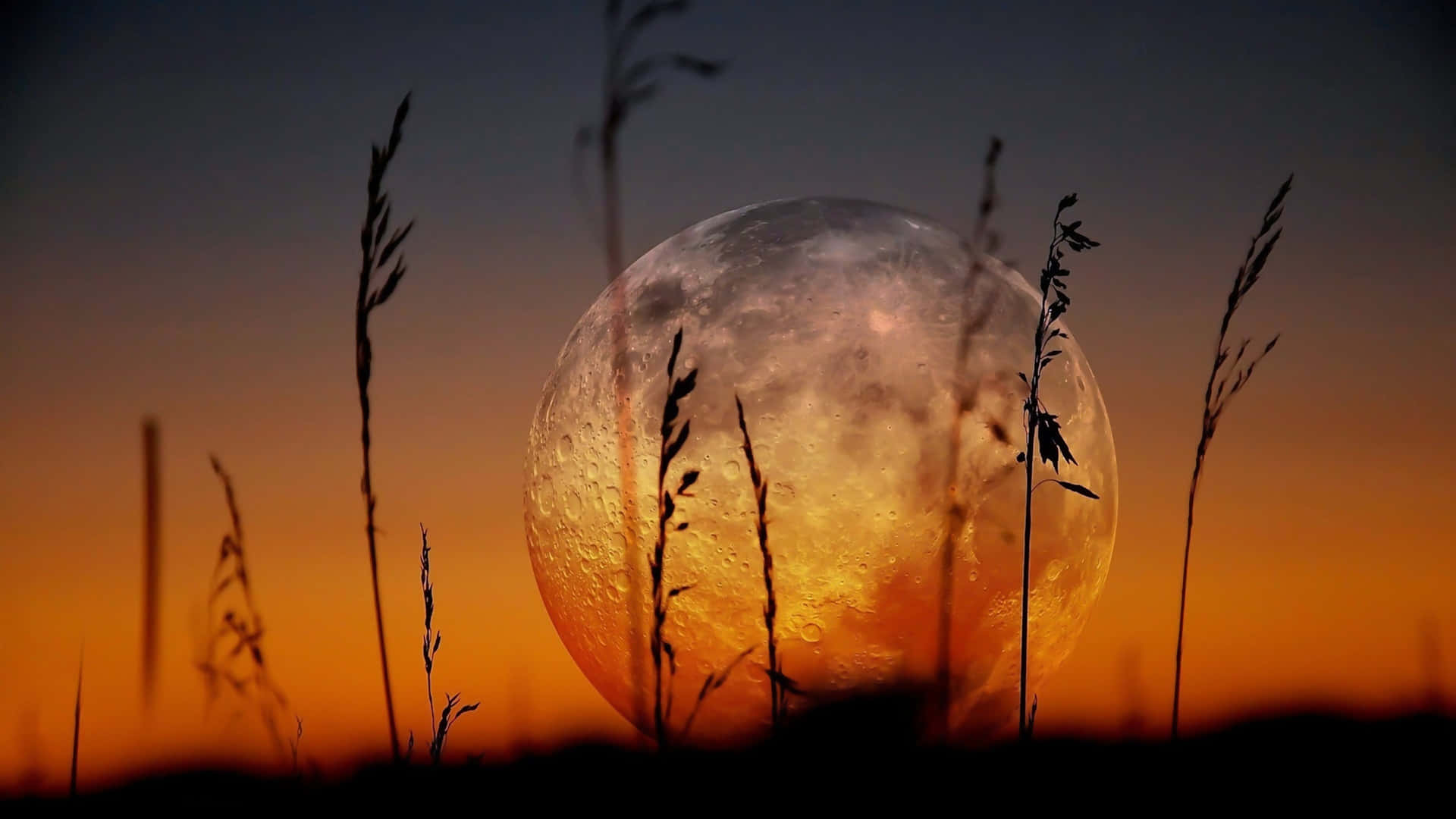 Moonrise Through Grass Silhouettes Wallpaper
