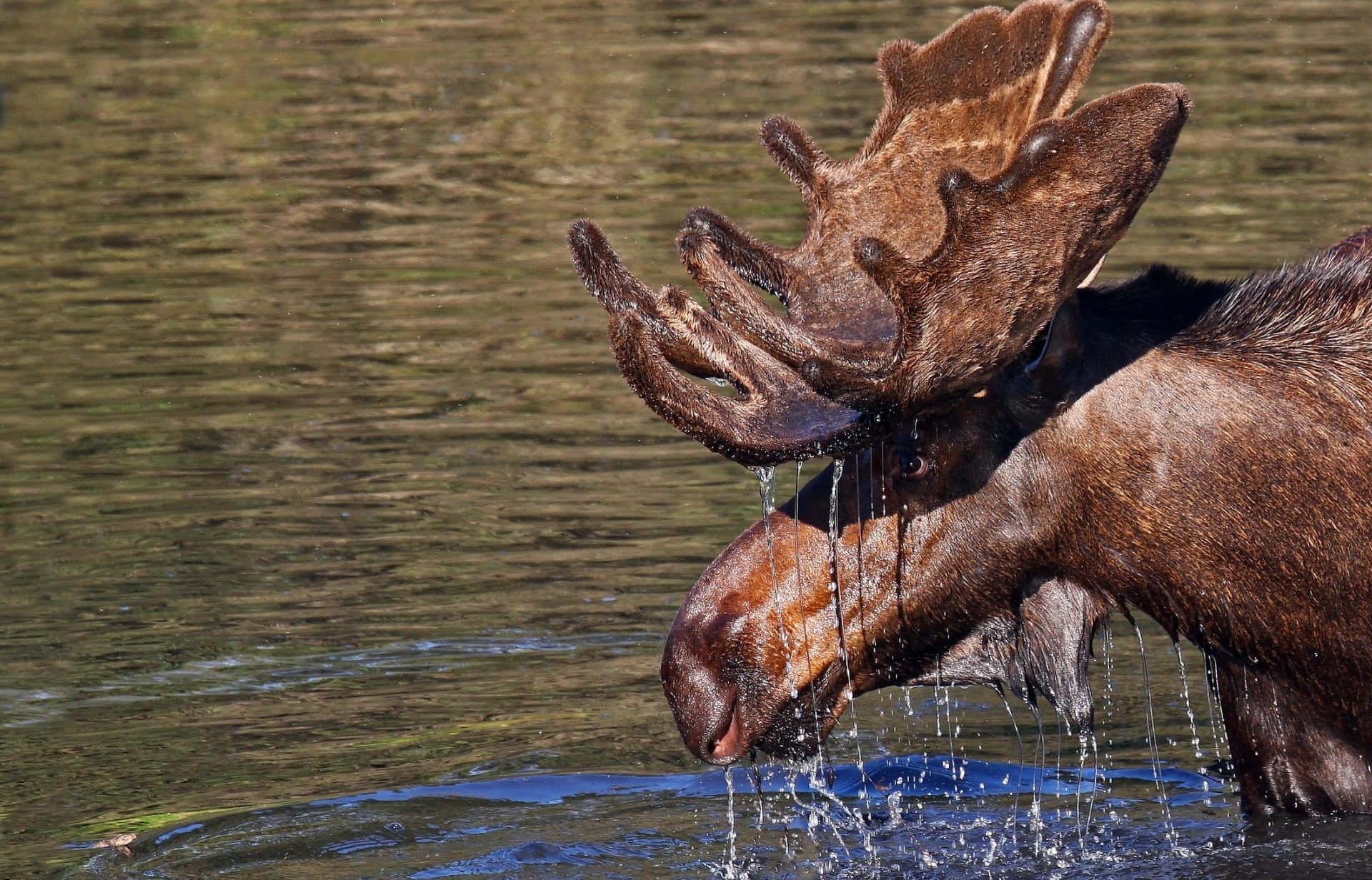 Eland Drinkend Water Achtergrond