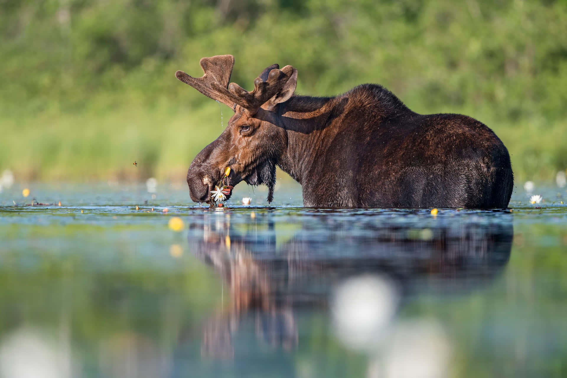 Download Moose Feedingin Pond Wallpaper | Wallpapers.com