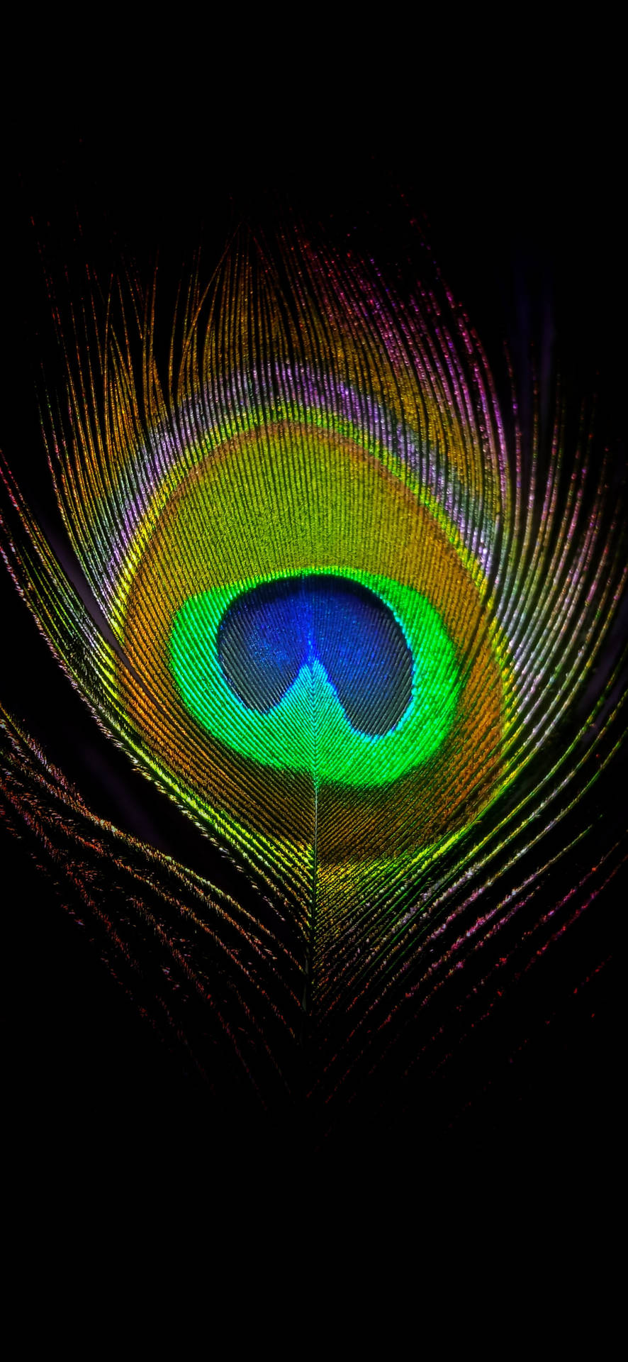 Captivating Peacock Feather on a Black Background Wallpaper