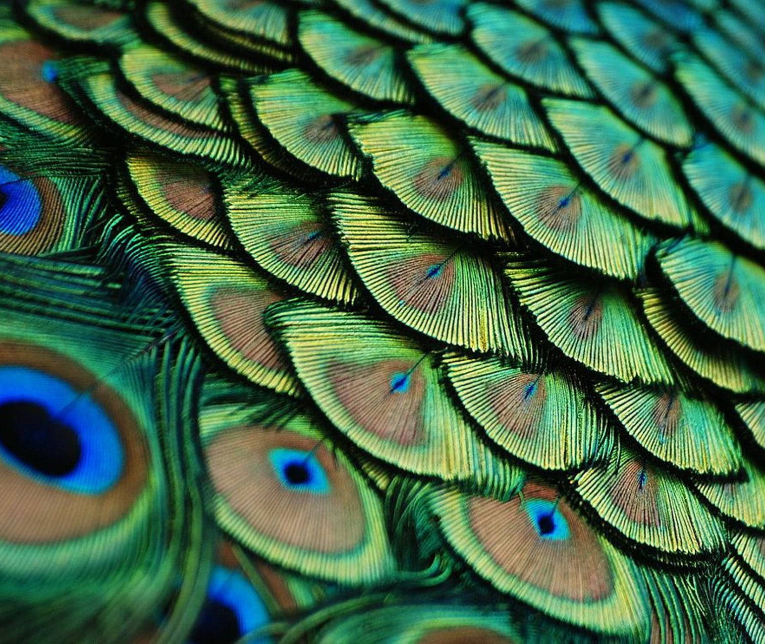 Mor Pankh Peacock Feathers Wallpaper