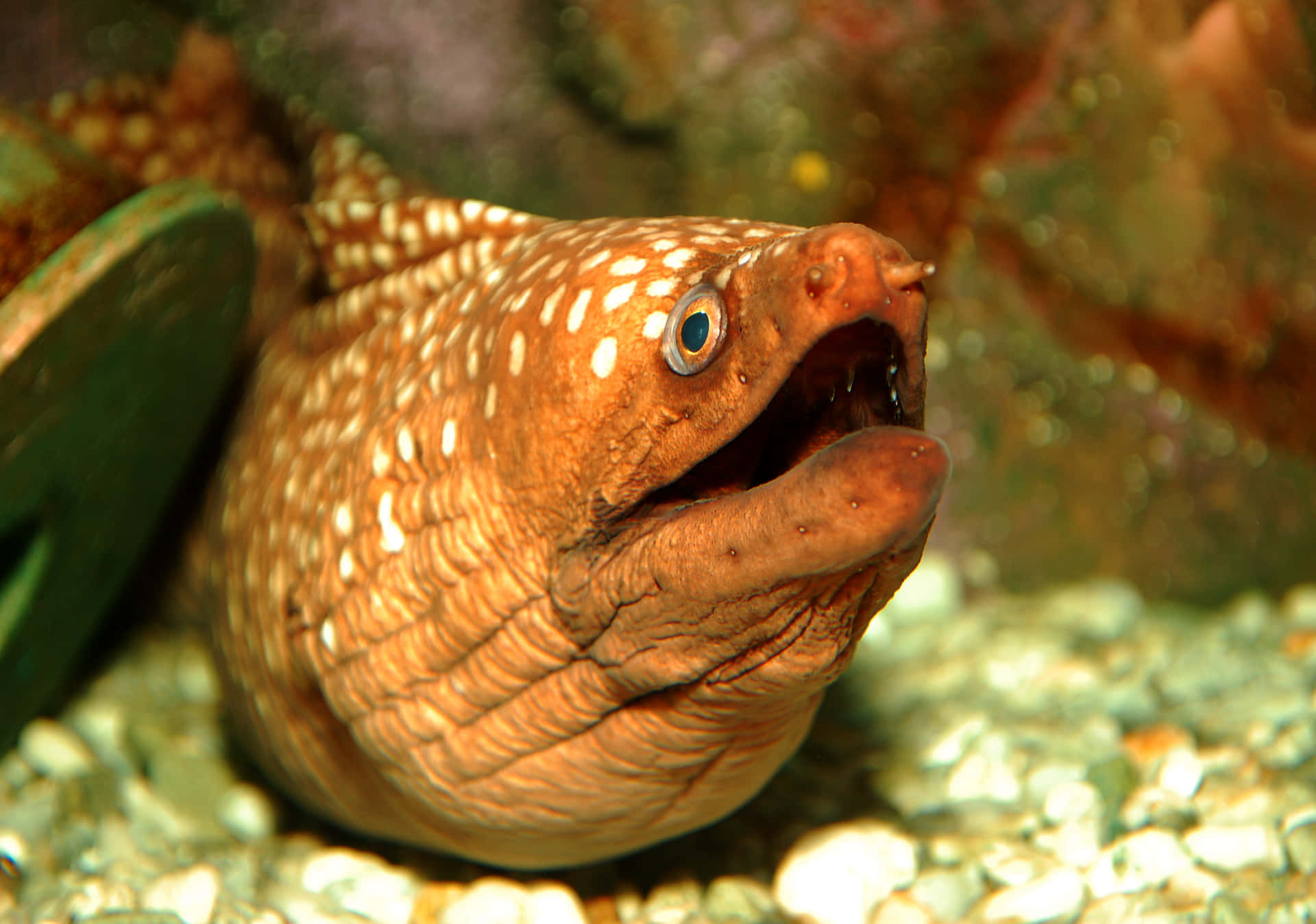 Moray Eel Aquarium Display Wallpaper