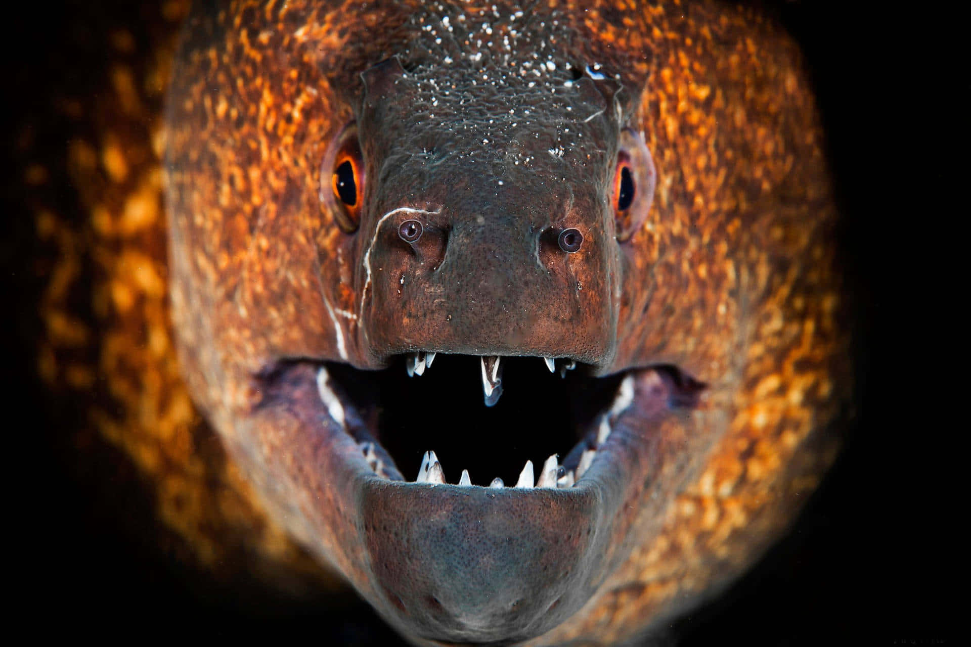 Moray Eel Close Up Portrait Wallpaper