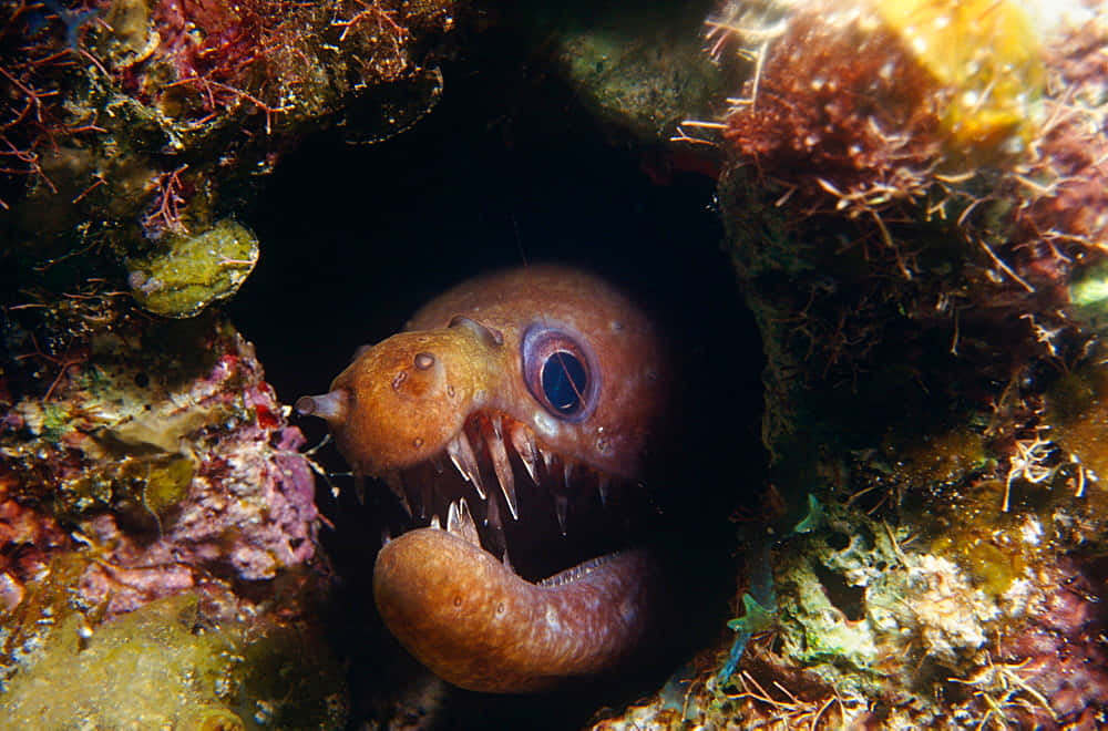 Moray Eel Peeking Out From Rocky Crevice Wallpaper