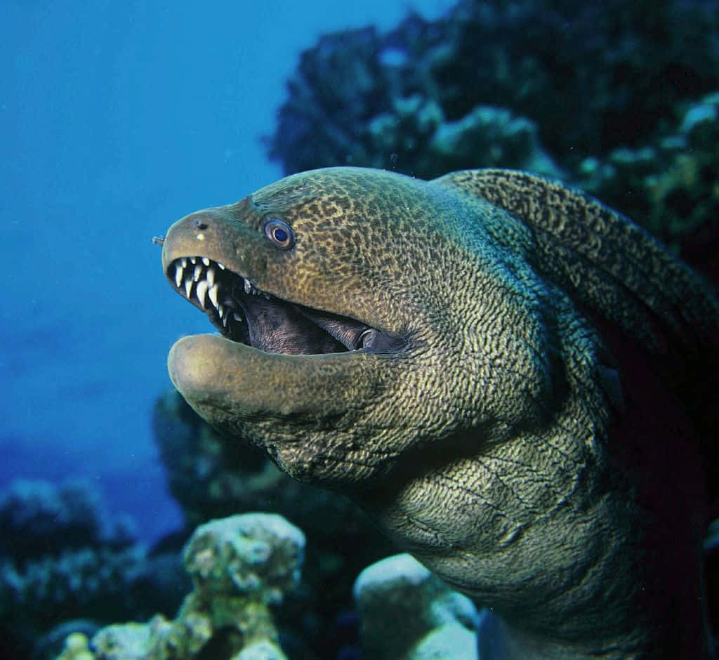 Moray Eel Underwater Portrait Wallpaper