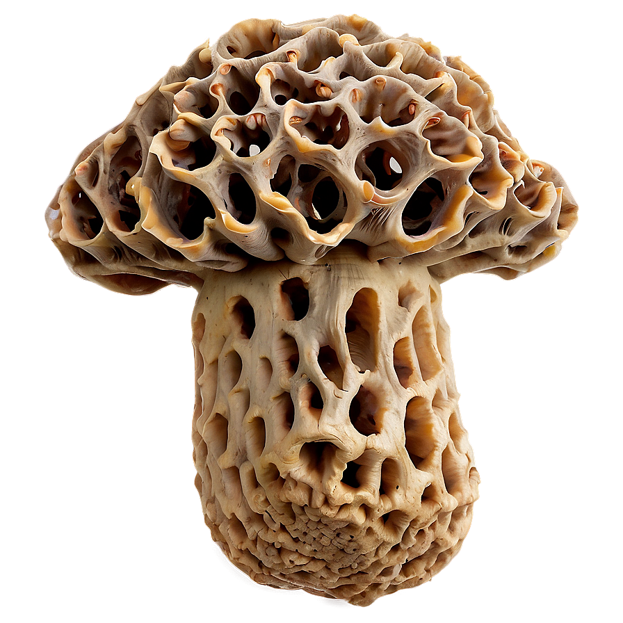 Morel Mushrooms Png Eit PNG