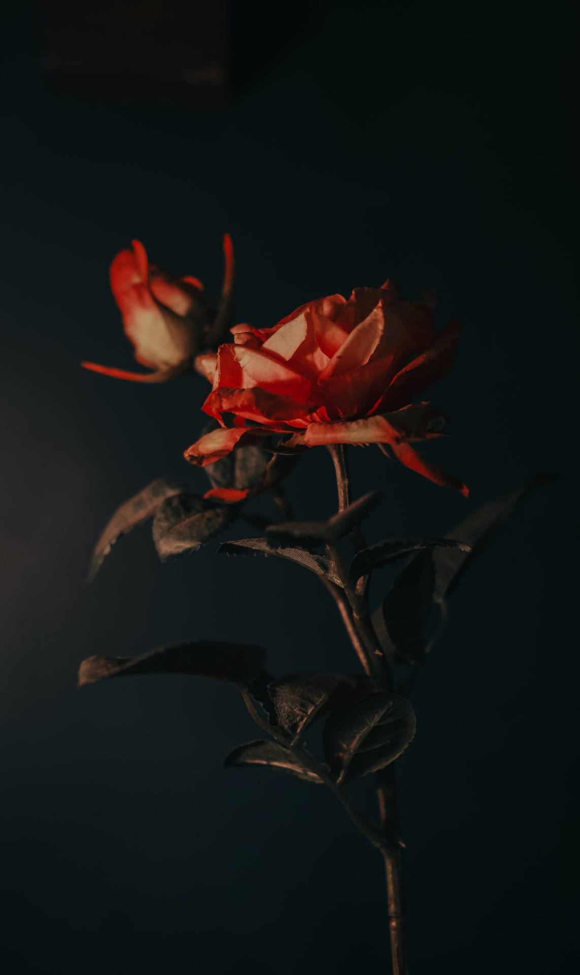 Mørk Æstetisk Rose Iphone Wallpaper