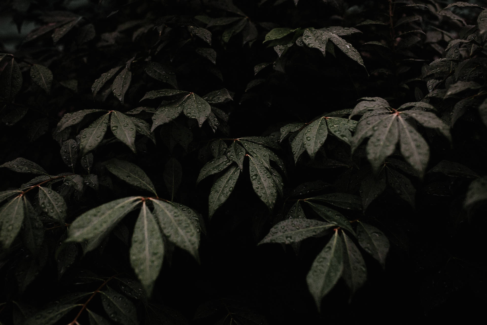 Mørk Plante Æstetisk Wallpaper