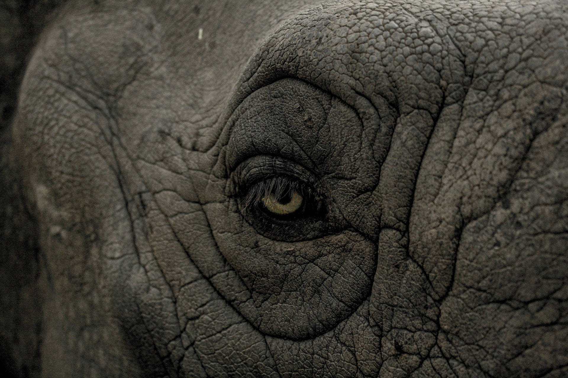 Mørkegrå Elephant Eye Wallpaper
