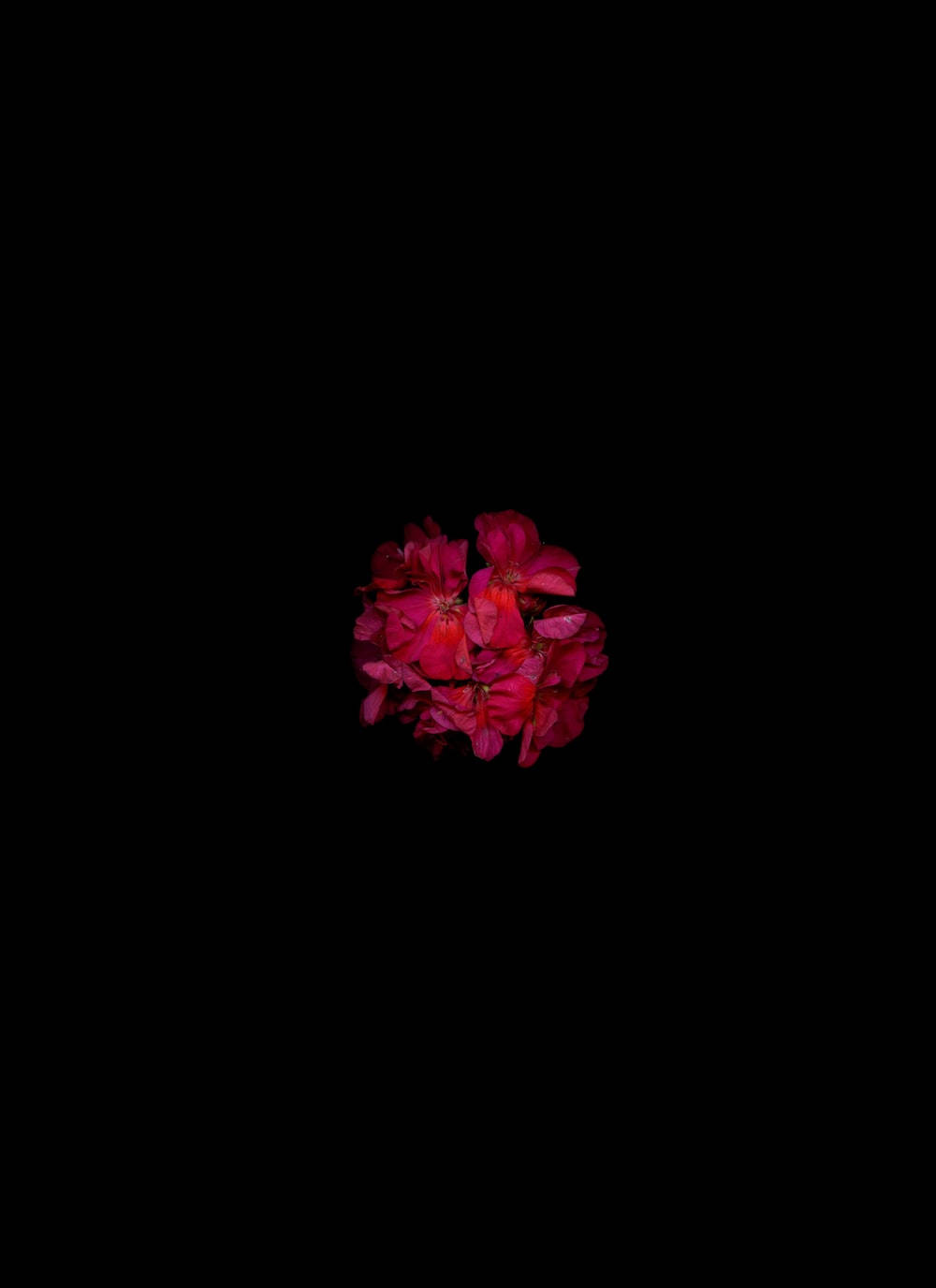 Mørkerøde Blomsterblade Wallpaper