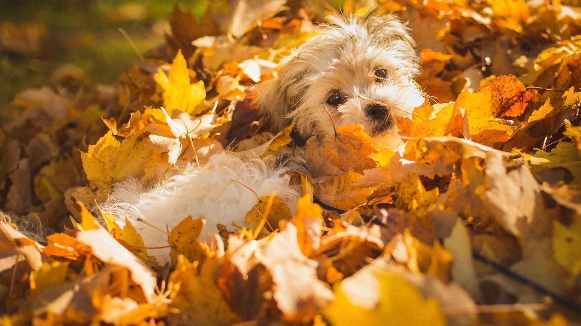Morkie Dog On Fall Season Leaves Wallpaper