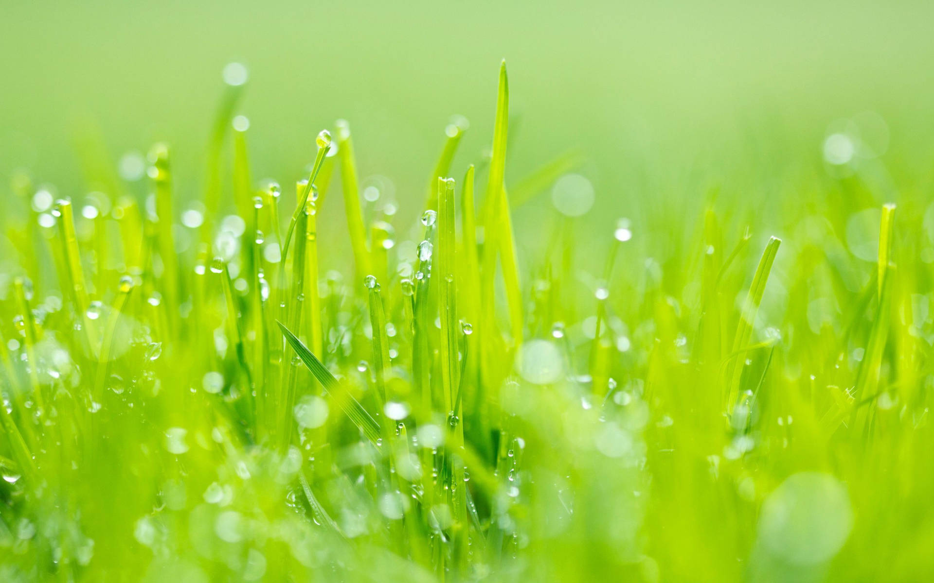 Glistening Morning Dew on Green Grass Wallpaper