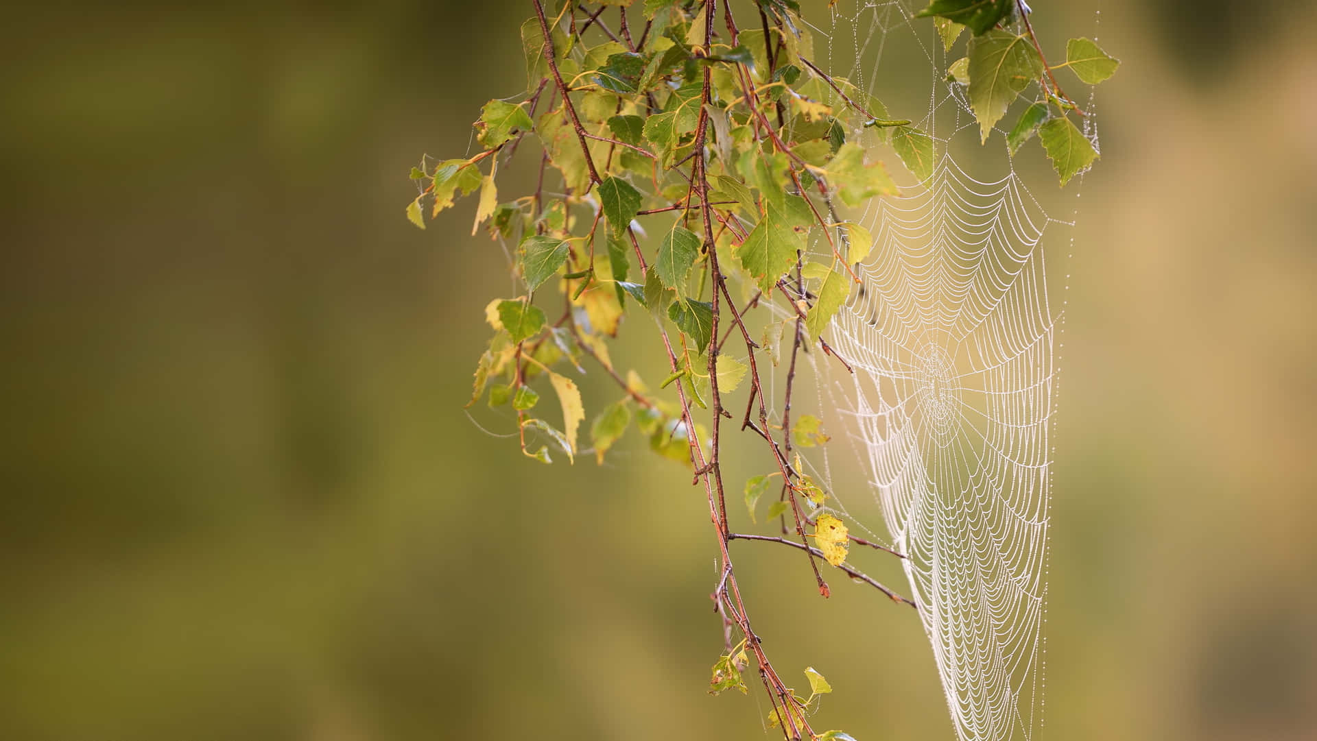 Morning Dew Spider Web Nature Background Wallpaper