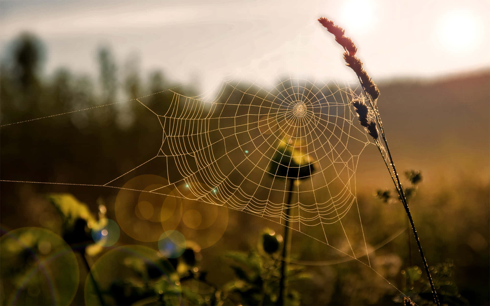Morning Dew Spider Web Sunrise Wallpaper