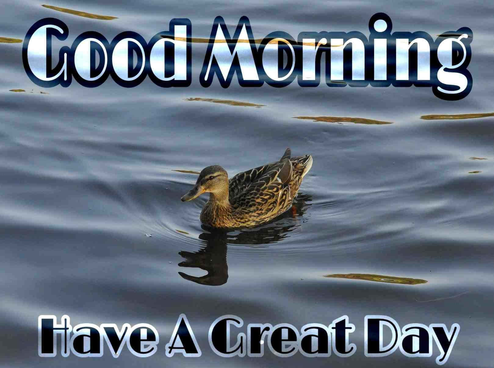 Morning Duck Floating Wallpaper