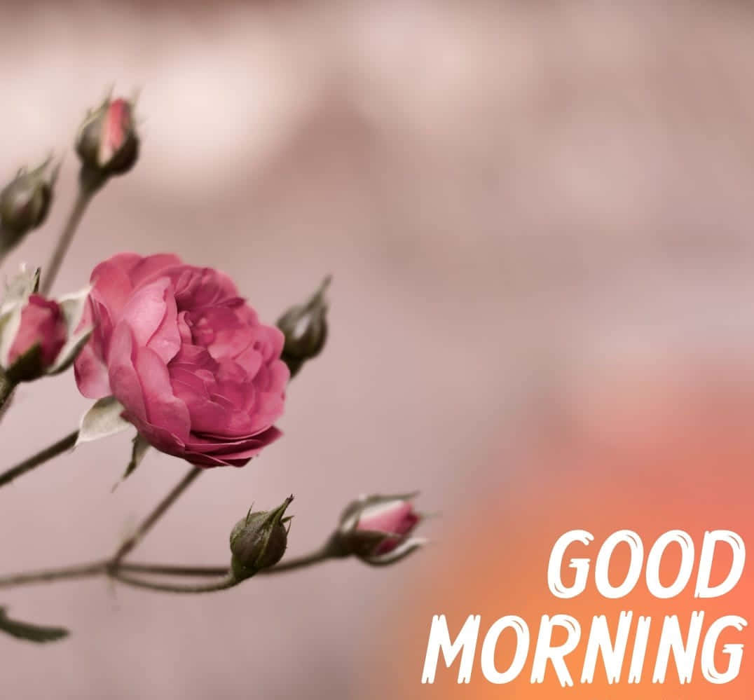 Morning Flowers Pink Grey Wallpaper