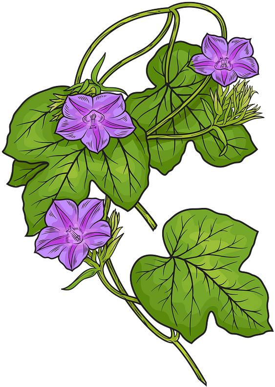Morning Glory Flowers Illustration PNG