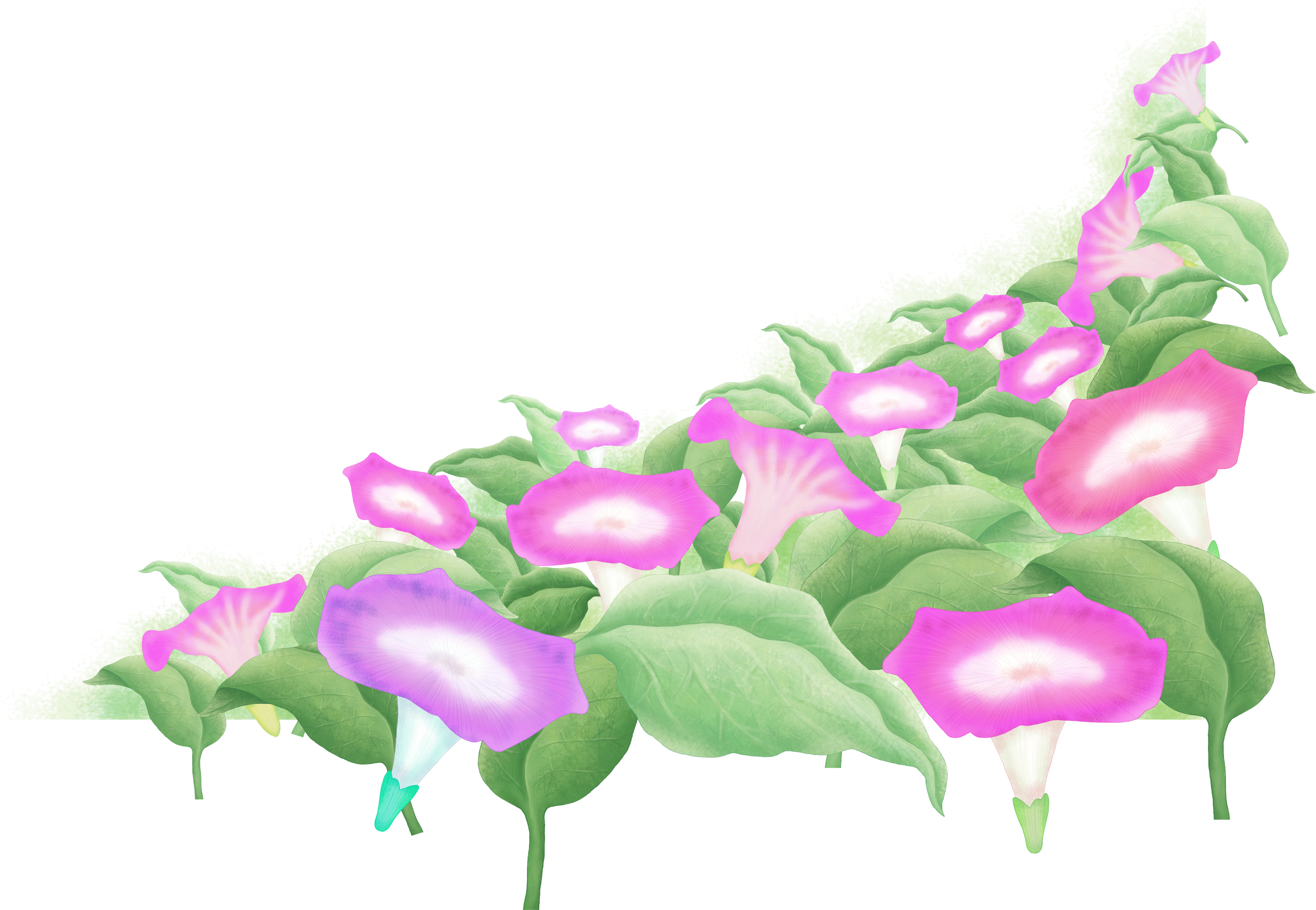 Morning Glory Flowers Transparent Background PNG