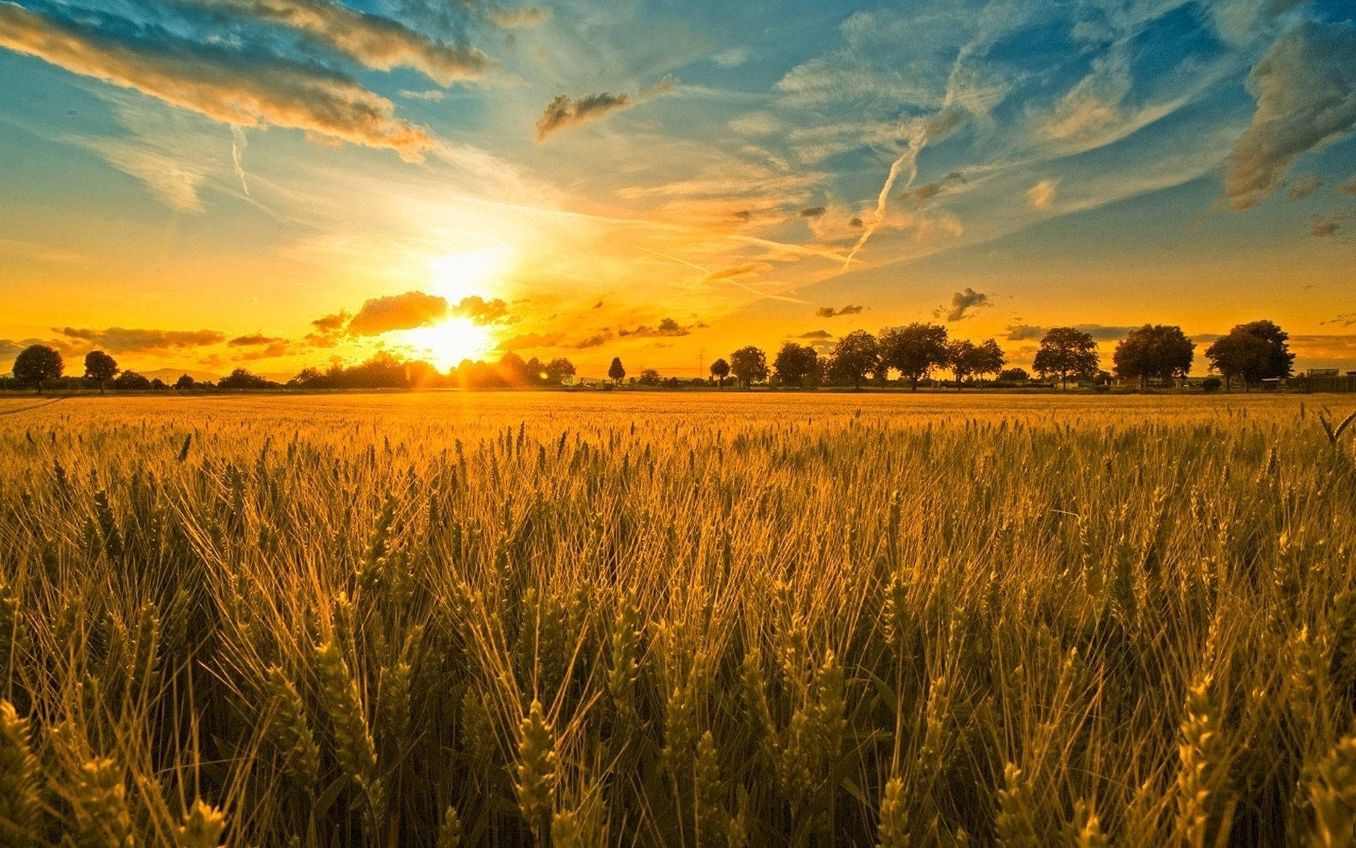 Morning Glory In Grain Field Background
