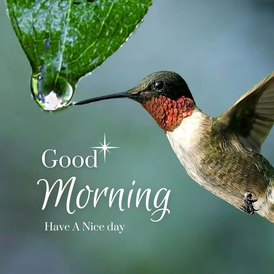 Morning Hummingbird Droplet Wallpaper