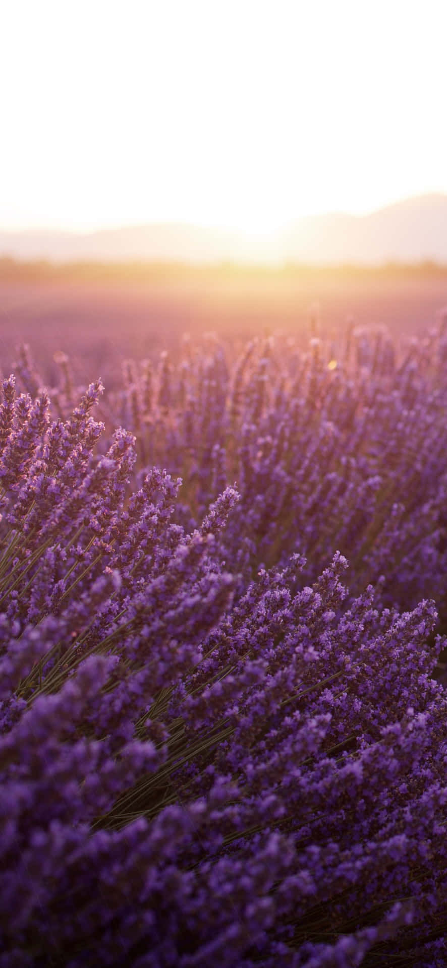 Morning Lavender Flowers In A Field Wallpaper