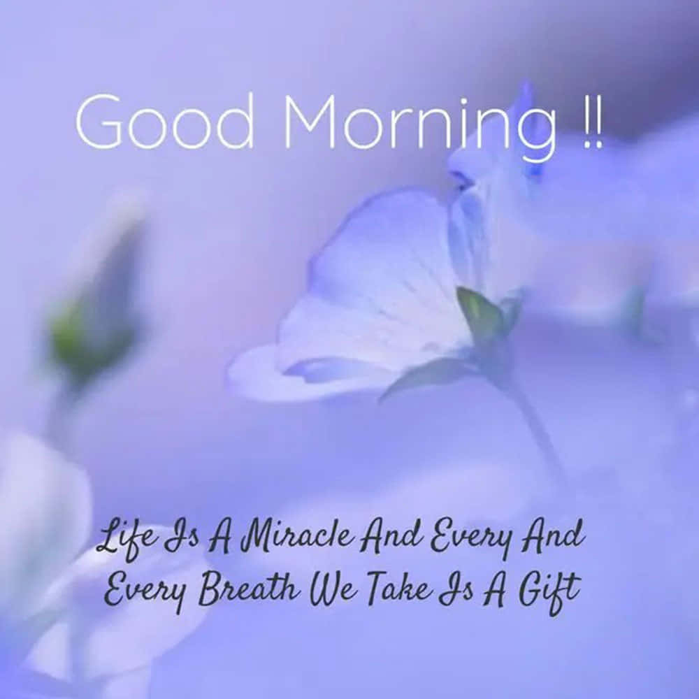 Morning Life Quote Lavender Wallpaper