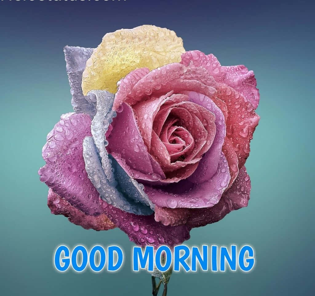 HugeDomainscom  Good morning wallpaper Good morning cards Good morning  flowers