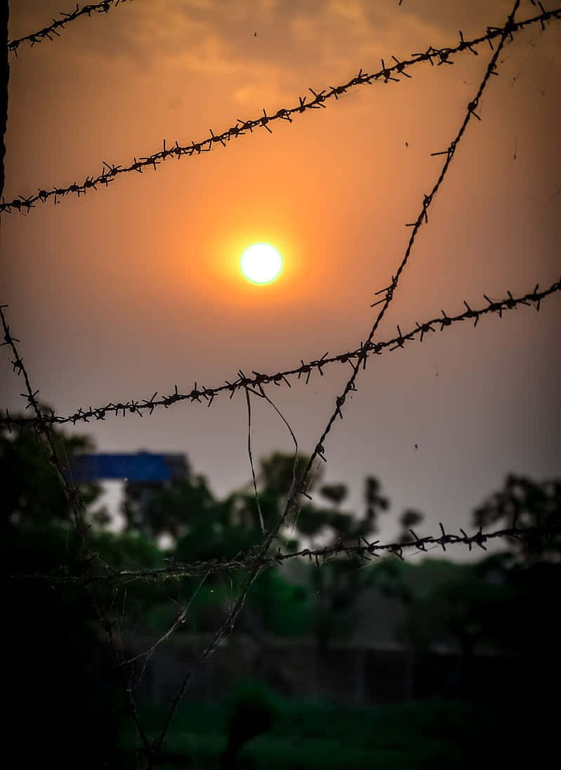Morning Sunrise Barbed Wire Wallpaper