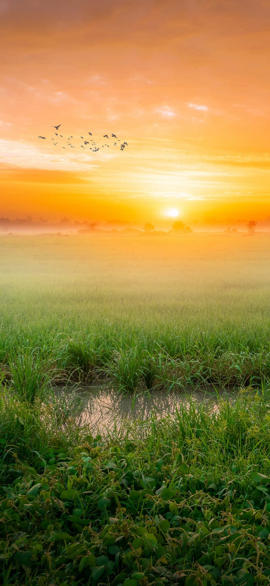 Morning Sunrise Field Wallpaper