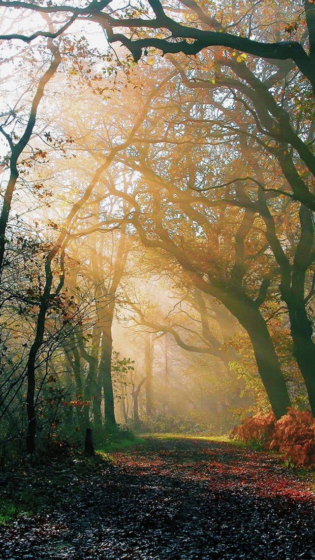 Morning Sunrise Through Autumn Forest Iphone