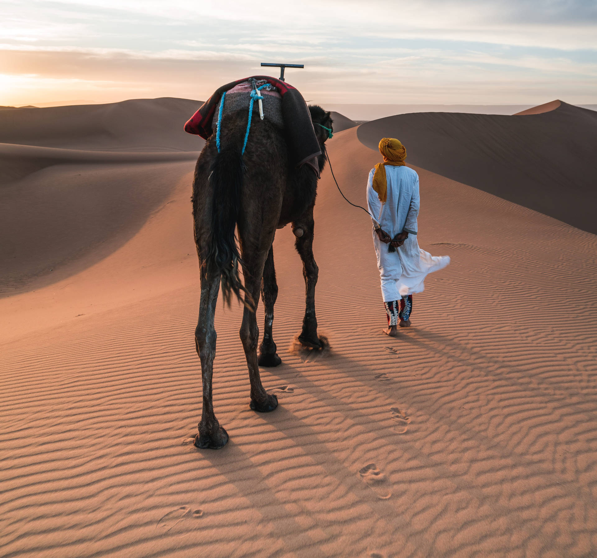 Morocco Desert Camel Wallpaper