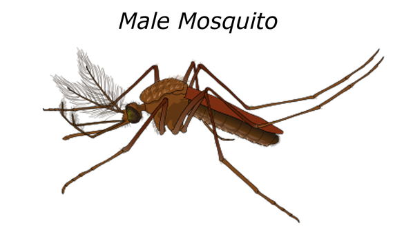 Mosquito Digital Artwork PNG