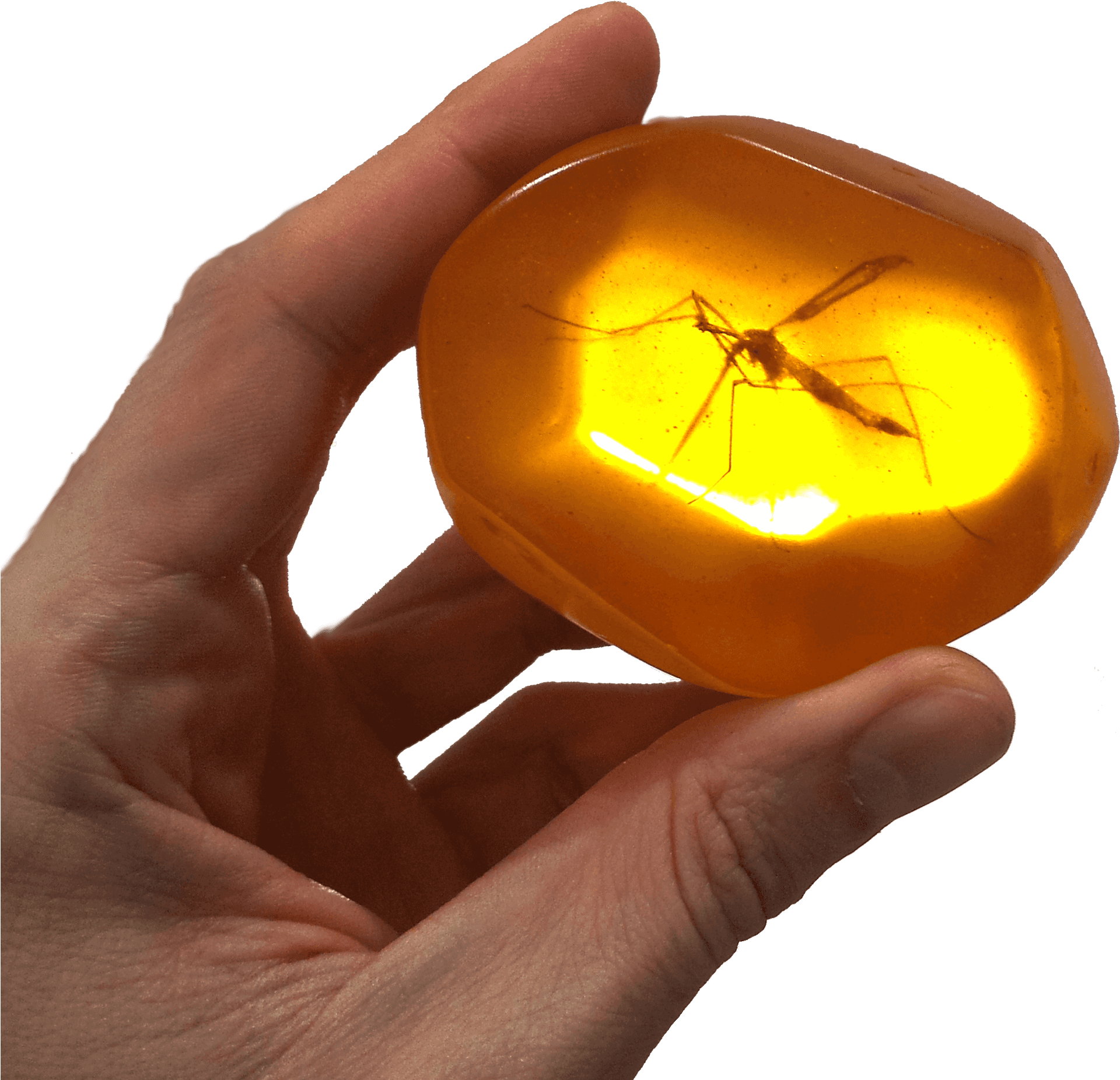 Mosquito Encasedin Amber PNG