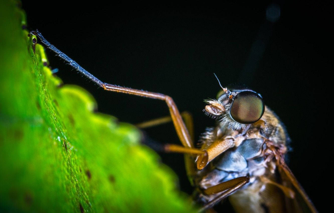 Myg sugende på en frisk Frugtbunke Wallpaper