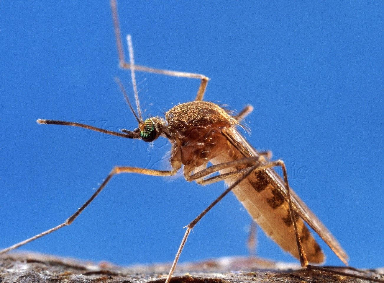 Mosquito Found Outdoors Wallpaper