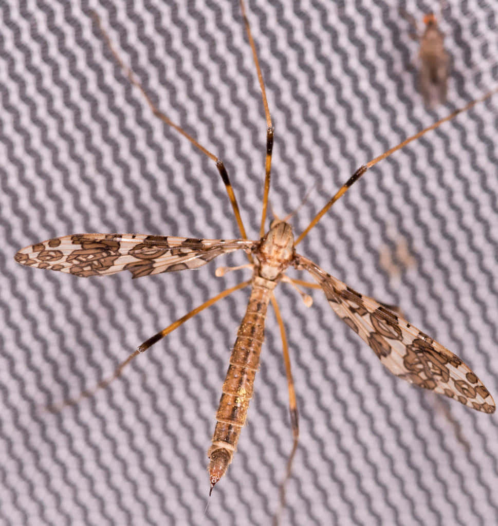 Mosquito Hawk Closeup Wallpaper