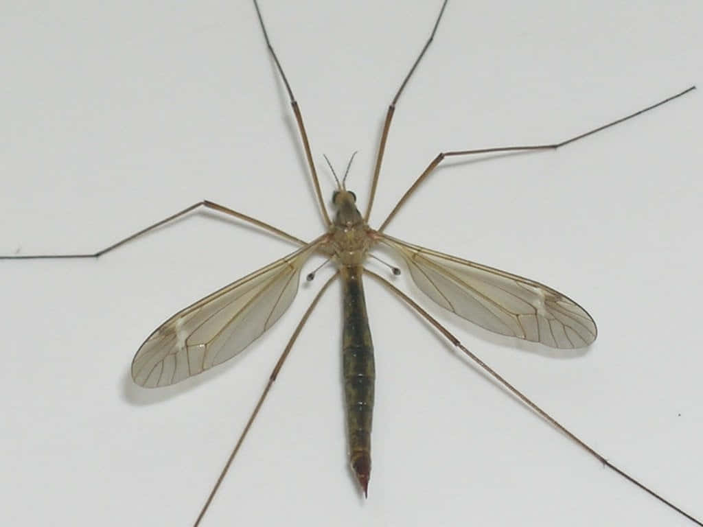 Mosquito Hawk Closeup Wallpaper