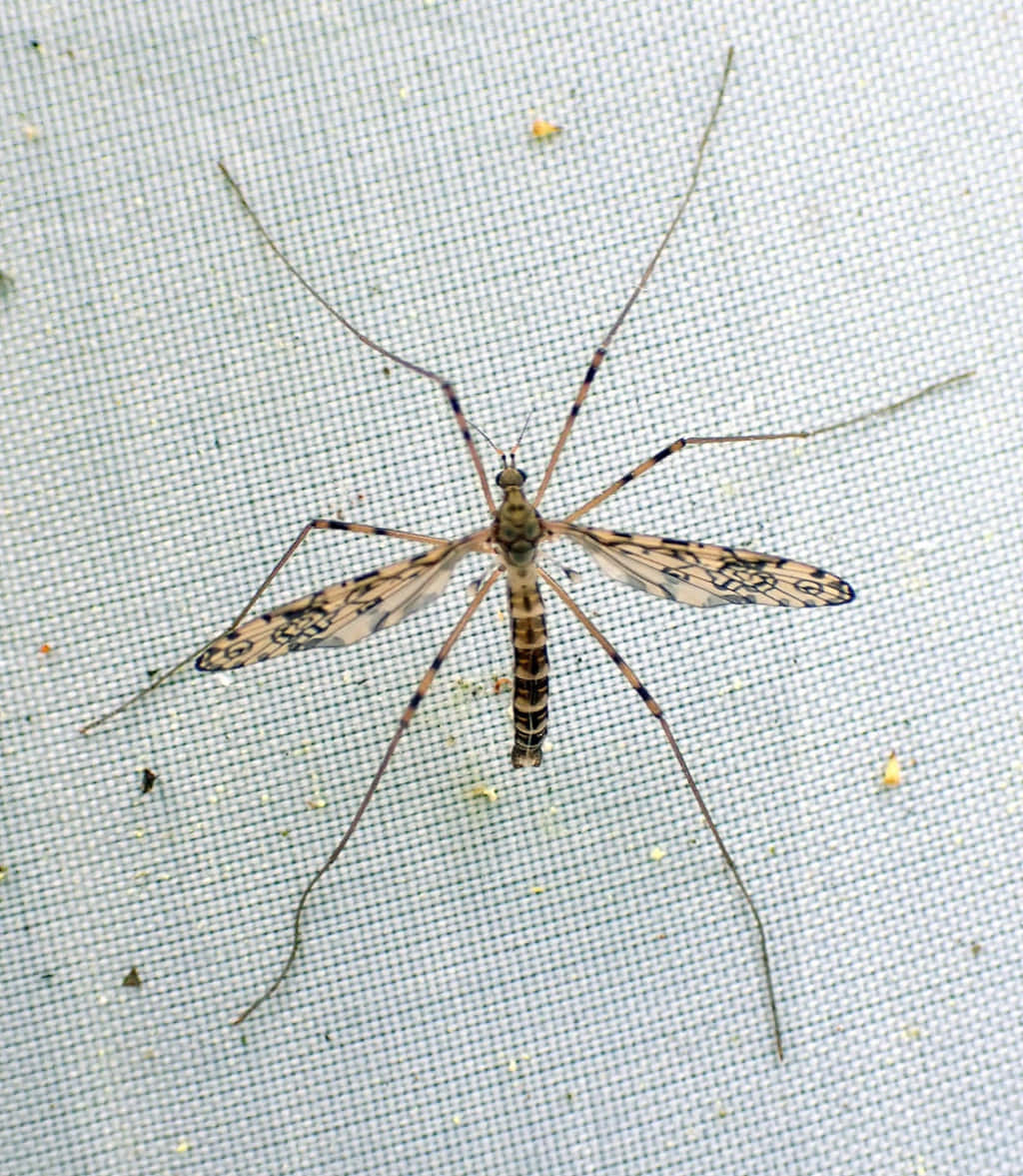 Mosquito Hawk Restingon Screen Wallpaper