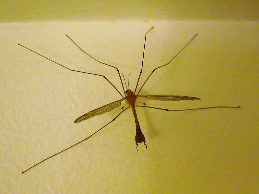 Mosquito Hawk Restingon Wall Wallpaper