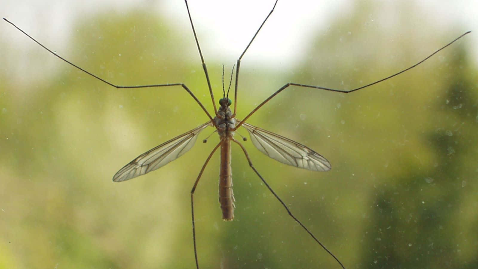 Mosquito Hawk Restingon Window Wallpaper