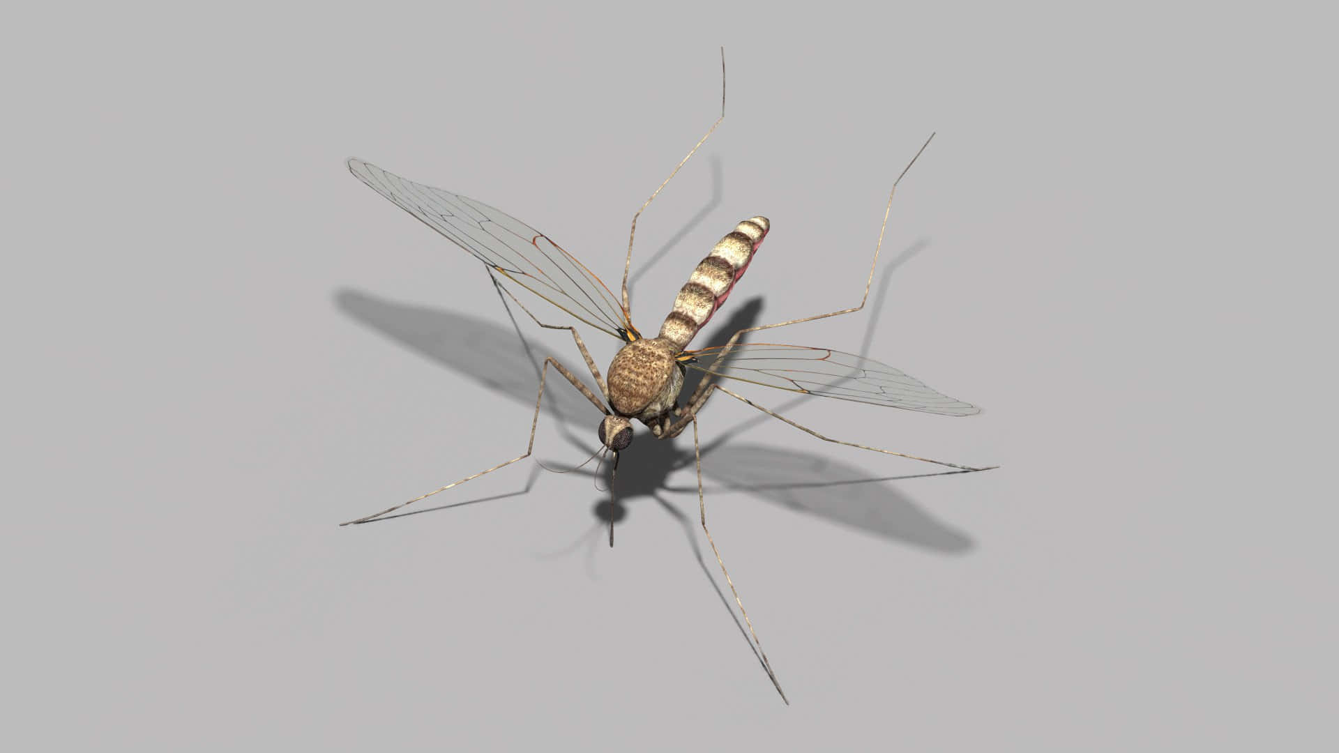 Mosquito Hawk Shadowon Grey Background Wallpaper