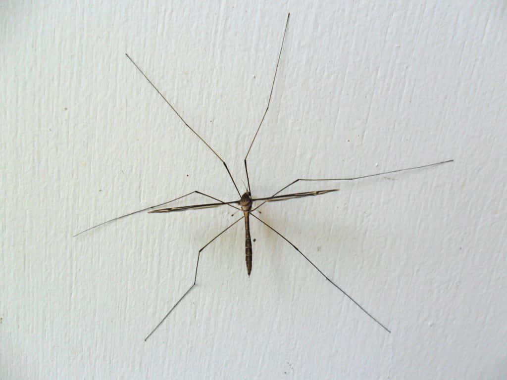 Mosquito Hawkon Wall Wallpaper